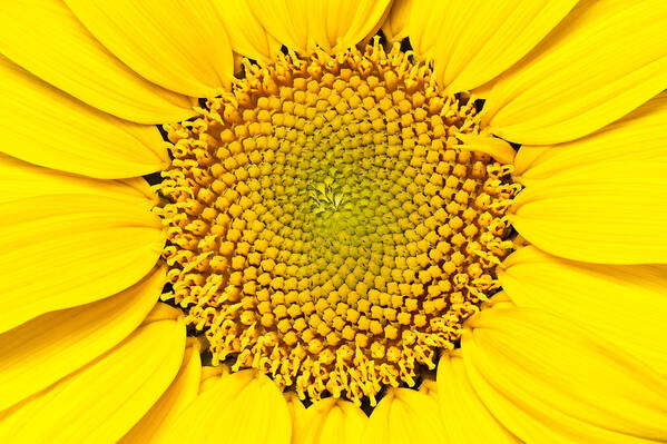 Sunflower Poster featuring the photograph Nature's Geometry by Alan L Graham