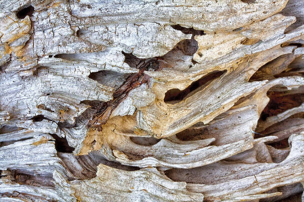 Driftwood Poster featuring the photograph Nature's Sculpture by Shirley Mitchell