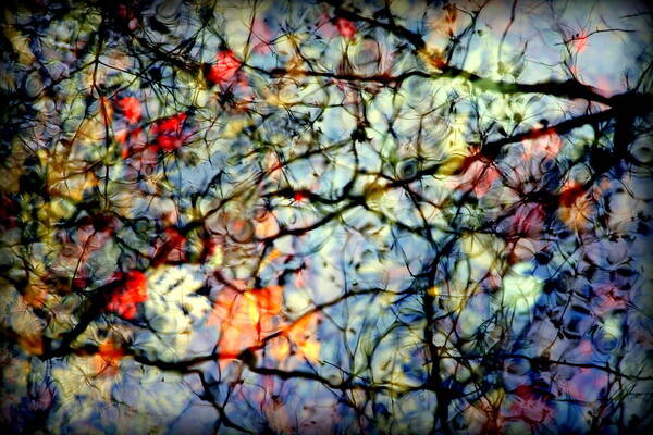 Nature Abstracts Poster featuring the photograph Natures Stained Glass by Karen Wiles