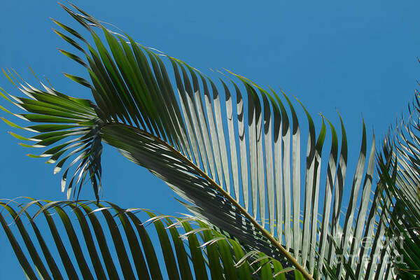 Cocos Nucifera Poster featuring the photograph Nature's Wardrobe by Sharon Mau