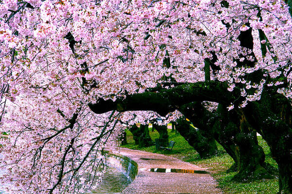 Cherry Blossoms Poster featuring the photograph Nature's Way by Mitch Cat