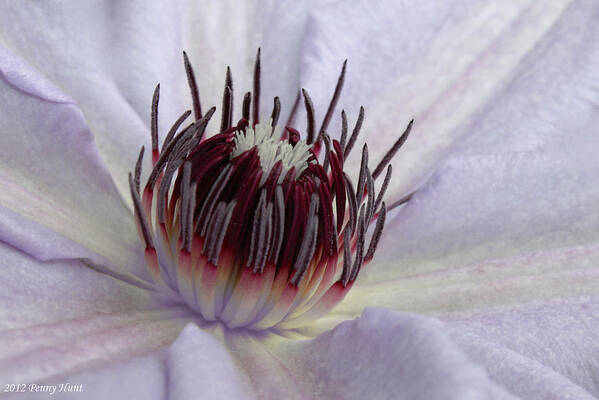 Clematis Poster featuring the photograph Nelly Moser Clematis Fine Art Print by Penny Hunt