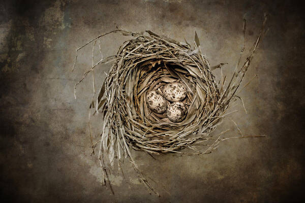 Birdnest Poster featuring the photograph Nest Eggs by Carol Leigh