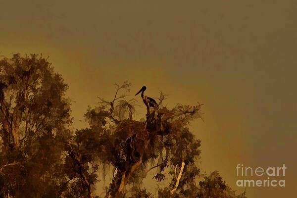 Nesting Poster featuring the photograph Nesting Jabiru by Douglas Barnard