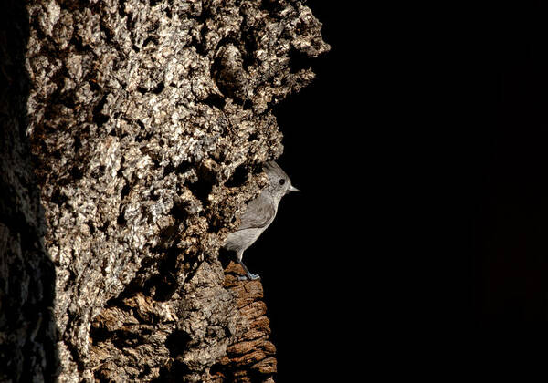 Plain Titmouse Poster featuring the photograph Nesting Titmouse by Betty Depee
