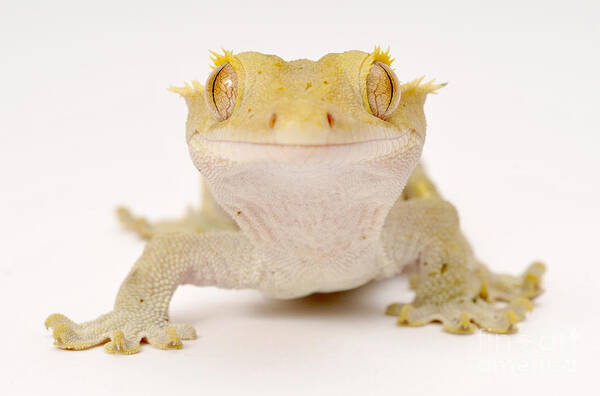 New Caledonian Crested Gecko Poster featuring the photograph New Caledonian Gecko by Francesco Tomasinelli