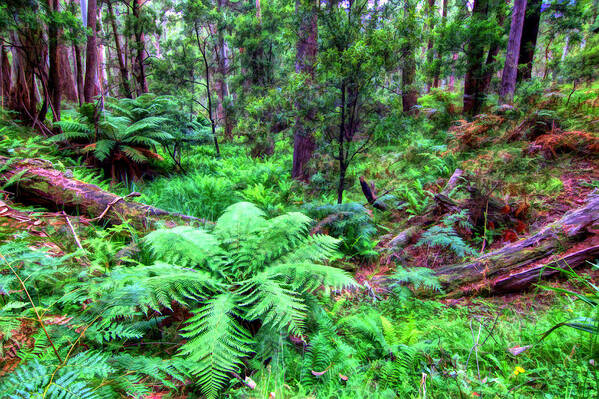 Ferns Poster featuring the photograph New Fern Gully by Paul Svensen