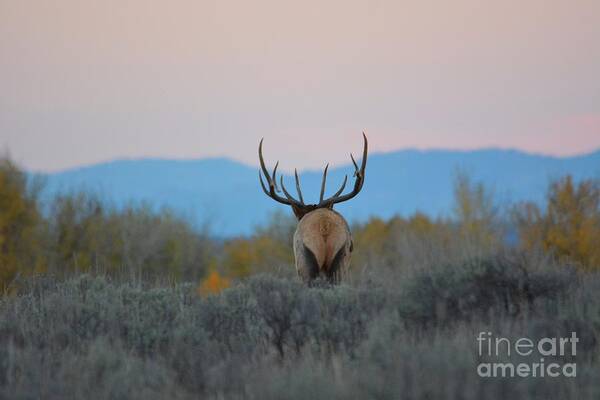 Elk Poster featuring the photograph Nice Rack by Deanna Cagle