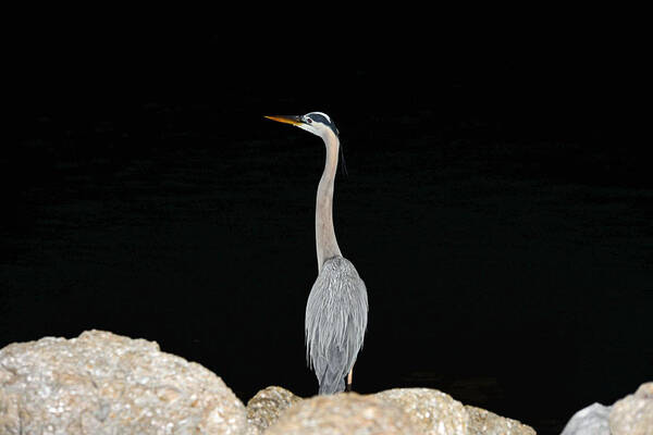 Blue Heron Poster featuring the photograph Night of the Blue Heron 2 by Anthony Baatz