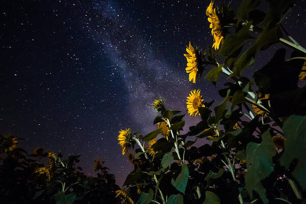 Sunflowers Poster featuring the photograph Night Watchmen by Bryan Bzdula