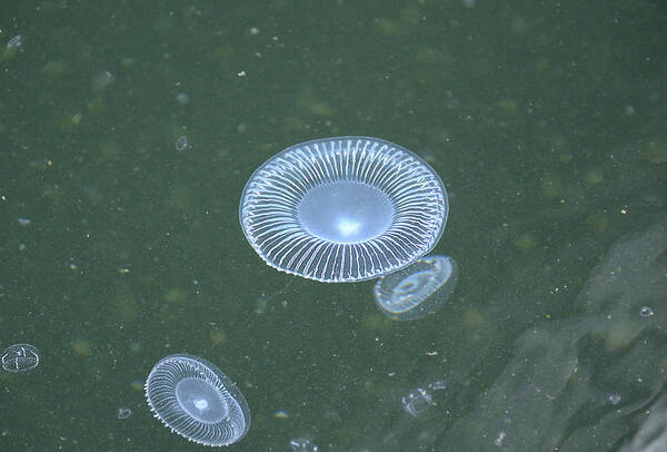 Jellyfish Poster featuring the photograph No Toast Just Jellies by Richard Henne