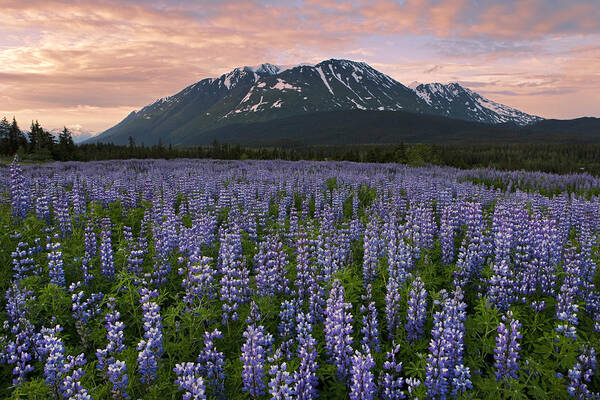 Feb0514 Poster featuring the photograph Nootka Lupine At Sunset Chugach Nf by Ingo Arndt