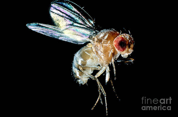 Drosophila Poster featuring the photograph Normal Red-eyed Fruit Fly by Darwin Dale
