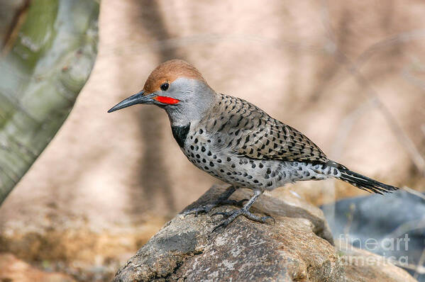 Flicker Poster featuring the photograph Northern Flicker by Al Andersen