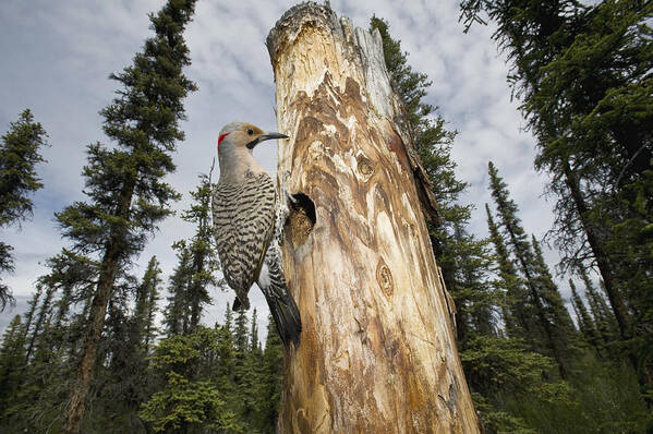 Michael Quinton Poster featuring the photograph Northern Flicker At Nest Cavity by Michael Quinton