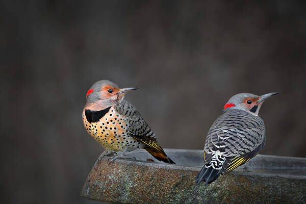  Poster featuring the photograph Northern Flickers by Bill Wakeley