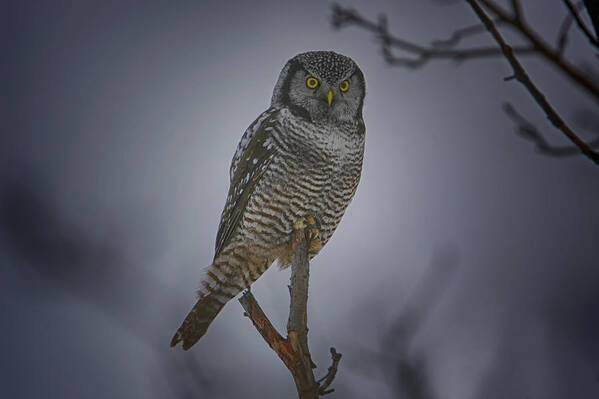 Elegant Poster featuring the photograph Northern Hawk Owl 2 by Gary Hall