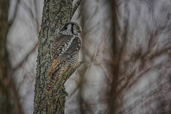 Elegant Poster featuring the photograph Northern Hawk Owl by Gary Hall