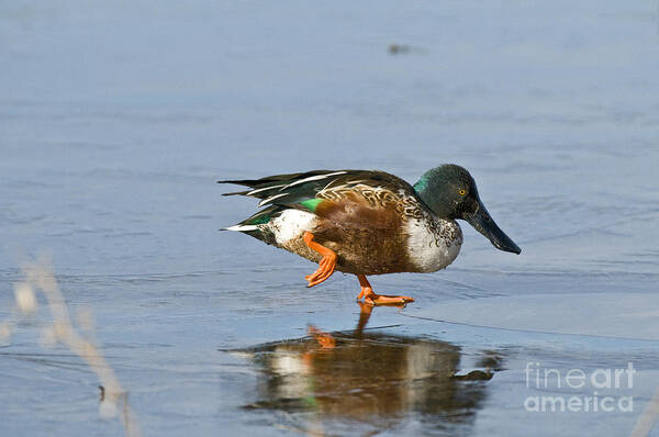 Nature Poster featuring the photograph Northern Shoveler Drake On Frozen Pond by William H. Mullins