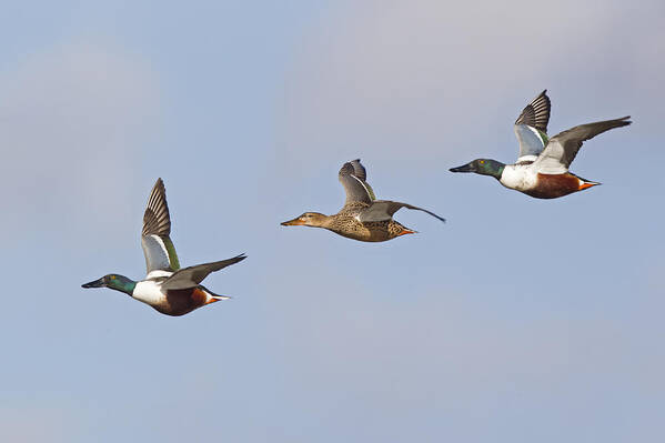 Flpa Poster featuring the photograph Northern Shoveler Ducks Flying by Dickie Duckett