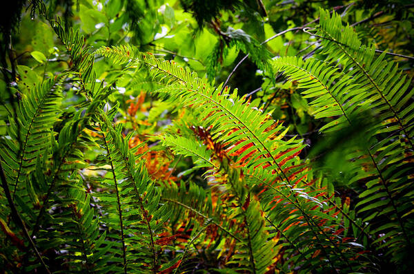 Swordferns Poster featuring the photograph November Ferns by Adria Trail