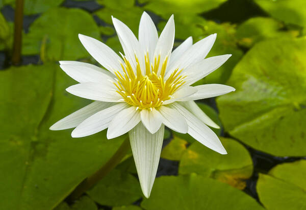Nymphaeaceae Poster featuring the photograph Nymphaea Water Lily by Venetia Featherstone-Witty