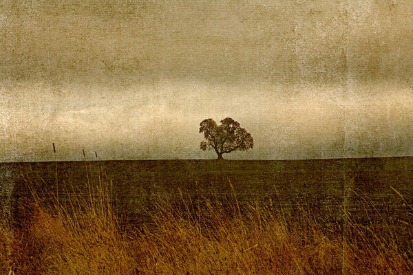 Oak Poster featuring the photograph Oak Across a Field by Bonnie Bruno