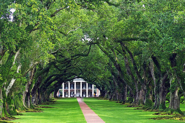 Oak Alley Poster featuring the photograph Oak Alley by Carl Sheffer