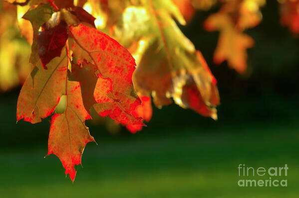 Aged Poster featuring the photograph Oak Leaves by Dariusz Gudowicz