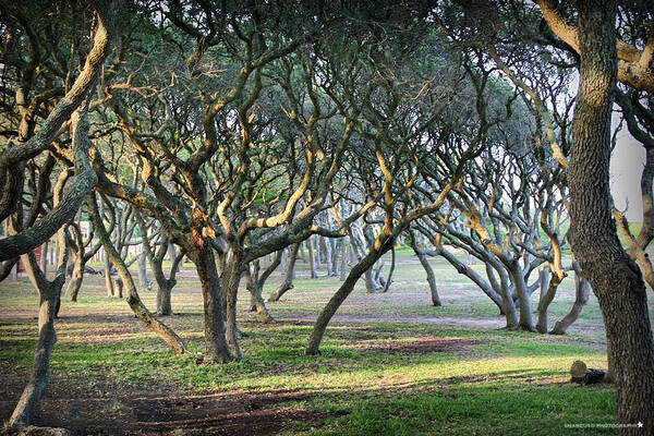 Trees Poster featuring the photograph Oaks Of Fort Fisher by Phil Mancuso