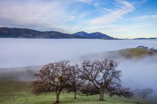 Landscape Poster featuring the photograph Oaks on a HIll and Mt. Diablo by Marc Crumpler