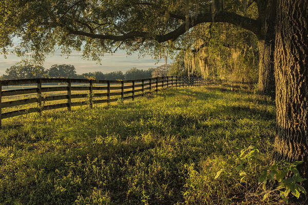 Florida Poster featuring the photograph Ocala Fence by Dan McGeorge