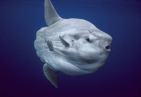 Feb0514 Poster featuring the photograph Ocean Sunfish Portugal by Hiroya Minakuchi