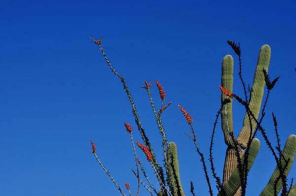 Saguaro Photography Poster featuring the photograph Ocotillo and Saguaro by Diane Lent