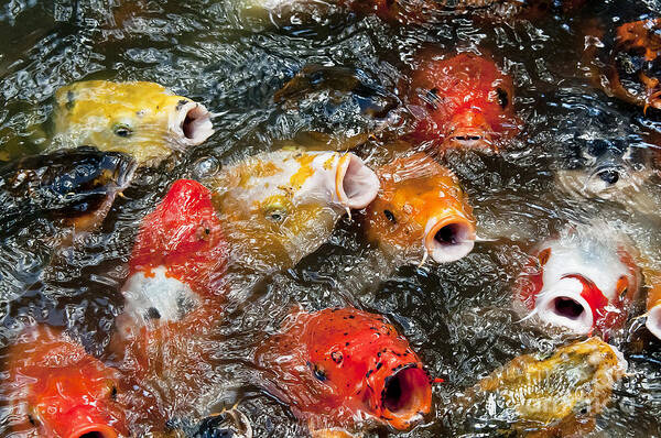 Koi Poster featuring the photograph Oh No Why Must They Feed Us Naked by Wilma Birdwell