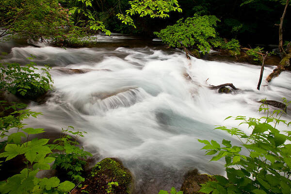 Forest Poster featuring the photograph Oirase Stream by Brad Brizek