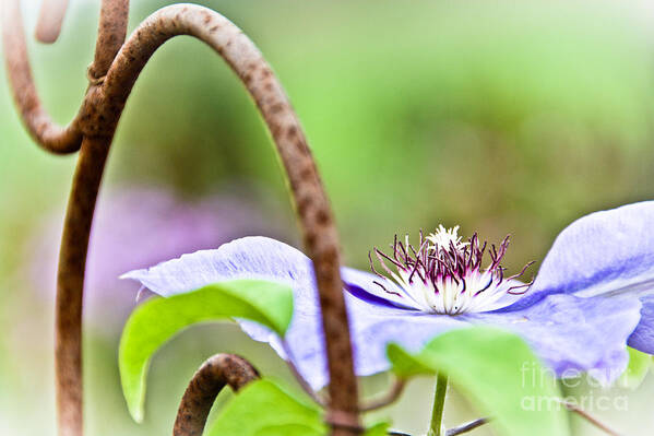 Clematis Poster featuring the photograph Old and New by Cheryl Baxter