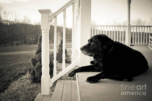 Dog Poster featuring the photograph Old dog on a Front Porch by Diane Diederich