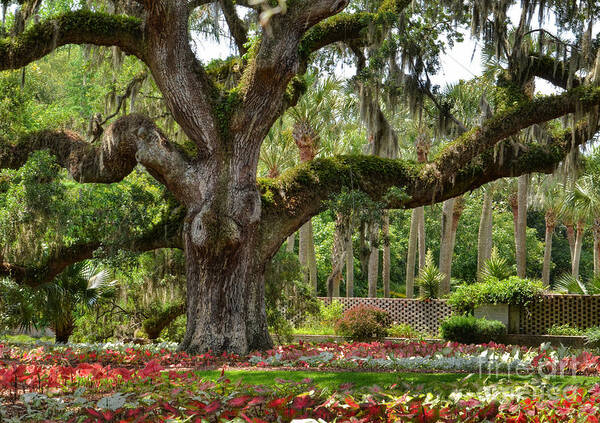 Gardens Poster featuring the photograph Old Oak And Calladium Garden by Kathy Baccari