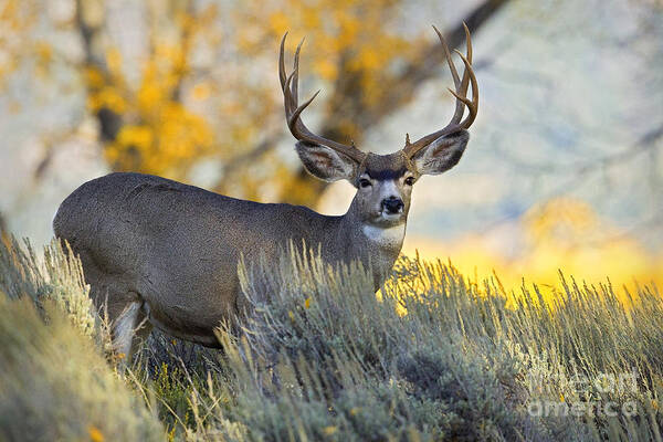 Mule Deer Poster featuring the photograph Old Sage by Aaron Whittemore