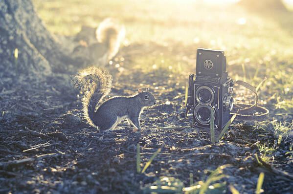 Squirrel Poster featuring the photograph Old School by Laura Fasulo