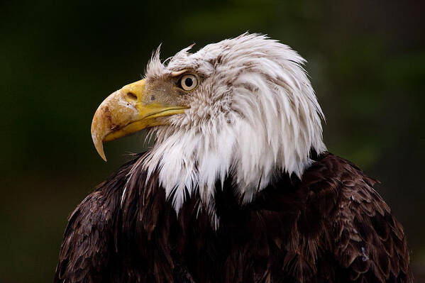 Eagle Poster featuring the photograph Old Warrior by Brent L Ander