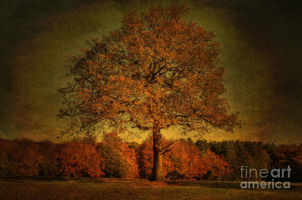 Oak Poster featuring the photograph Olde English Oak by David Birchall