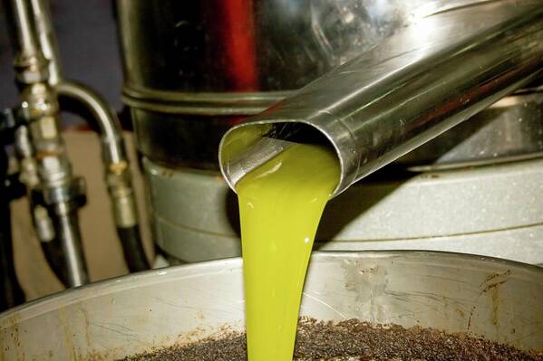 Olive Poster featuring the photograph Olive Oil Press by Photostock-israel