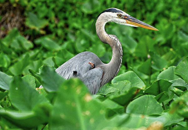 On Poster featuring the digital art On The Lookout by Bruce Nawrocke