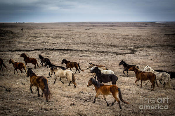 Wild Horses Poster featuring the photograph On the Run by Jim McCain