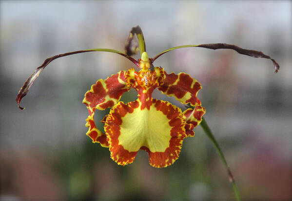 Orchid Poster featuring the photograph Oncidium Dancing Lady by Venetia Featherstone-Witty