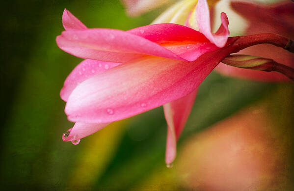 Plumeria Poster featuring the photograph One Drop by Sharon Jones