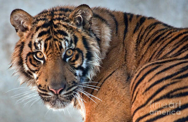 Tiger Poster featuring the photograph One Last Look by Dan Holm