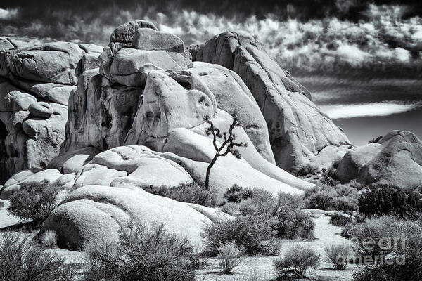 Joshua Tree Poster featuring the photograph One Tree Hill by Jennifer Magallon